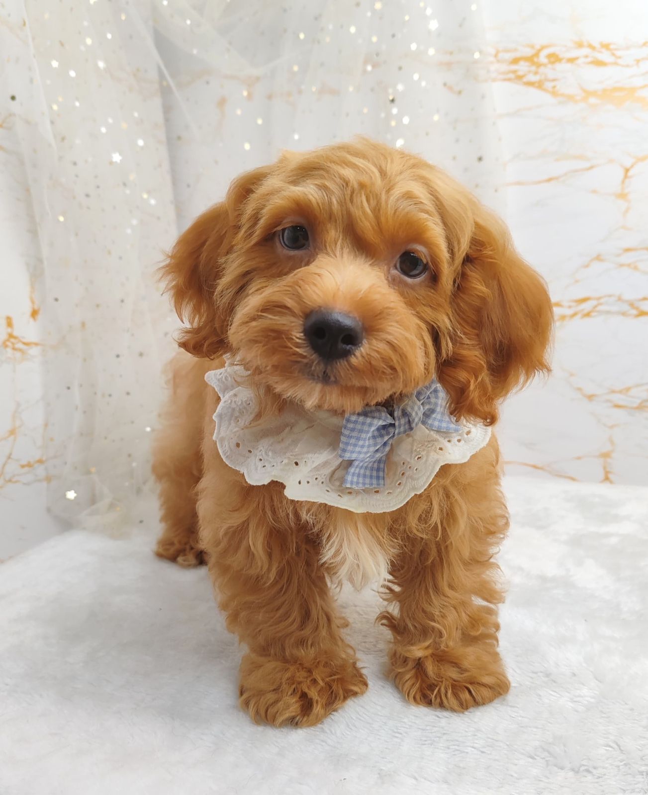 Poodle 娉拌开璐靛