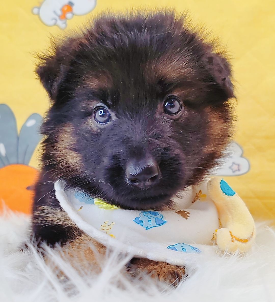 German Shepherd 德国牧羊犬