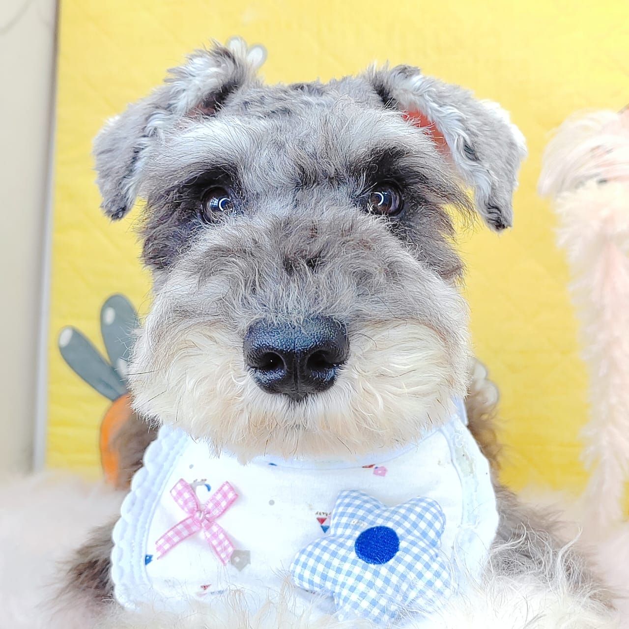 Schnauzer 雪纳瑞