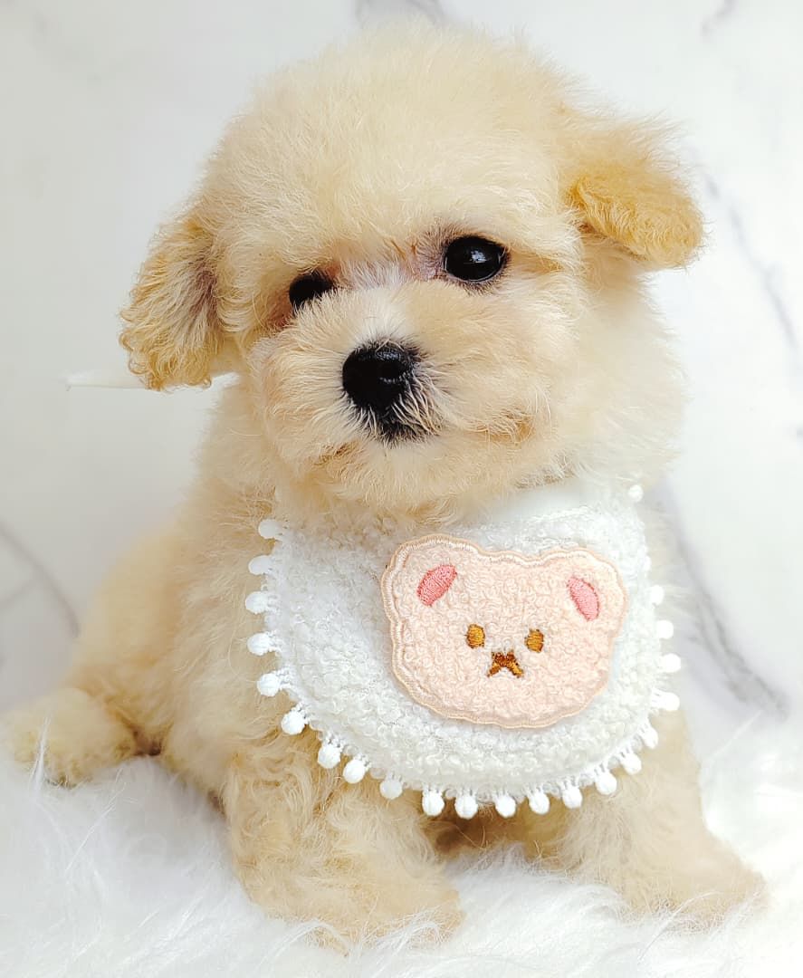 Poodle 娉拌开璐靛