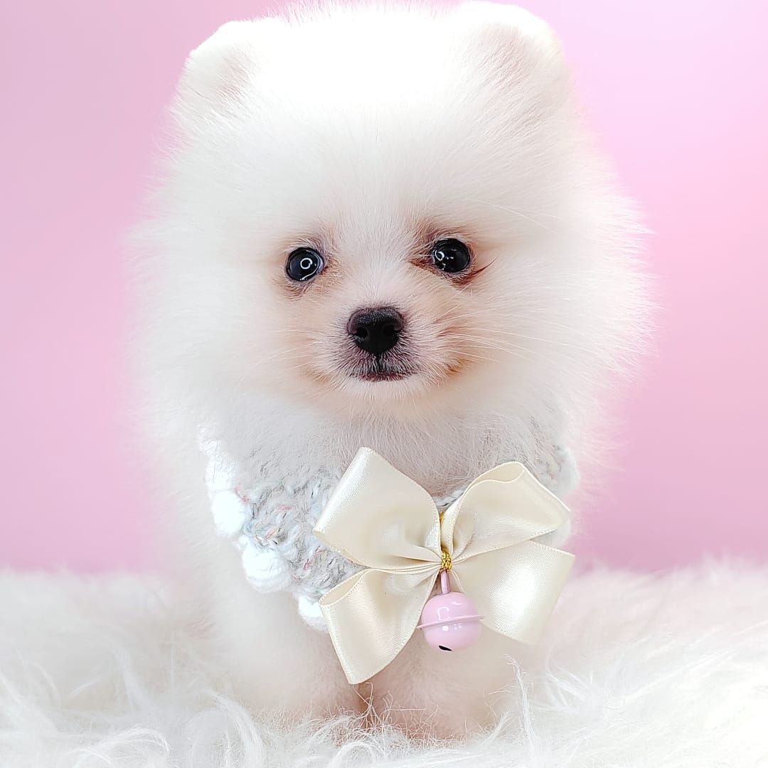 Pomeranian 博美