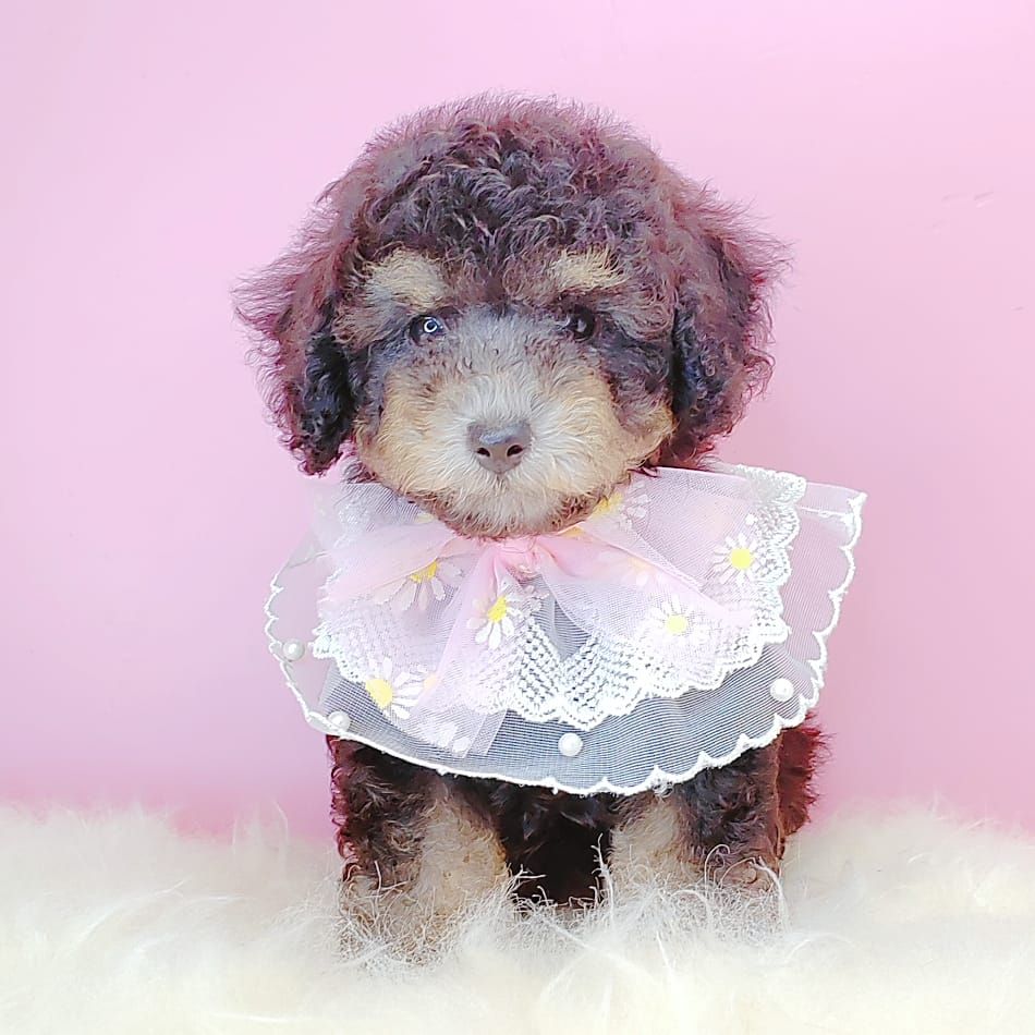 Poodle 娉拌开璐靛