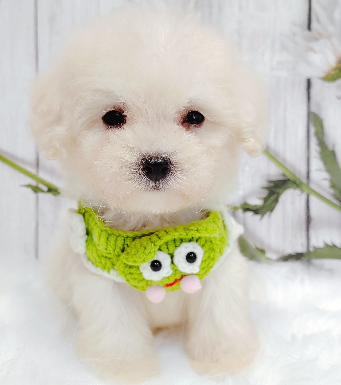 Maltipoo 马尔泰迪