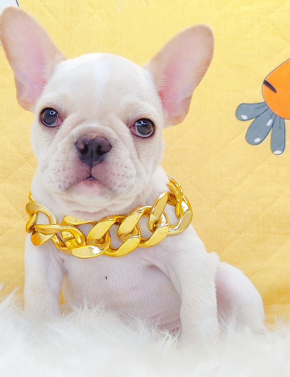 French Bulldog 法斗