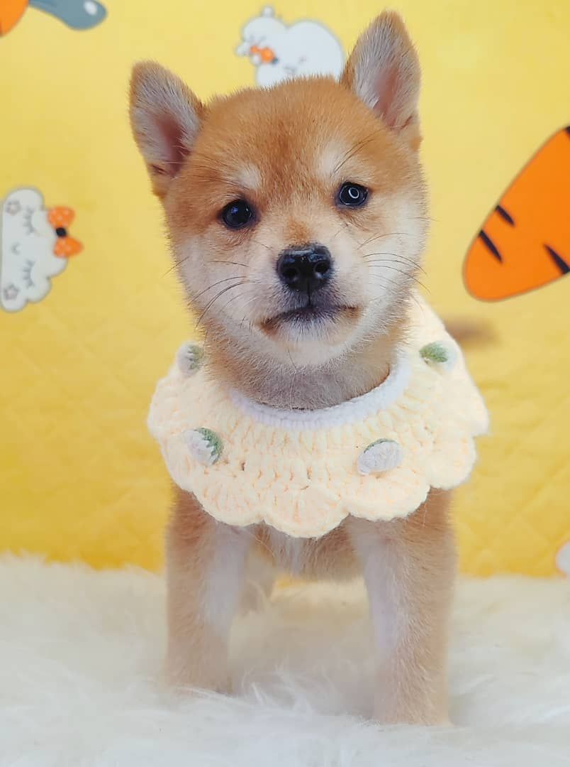 Shiba Inu 柴犬