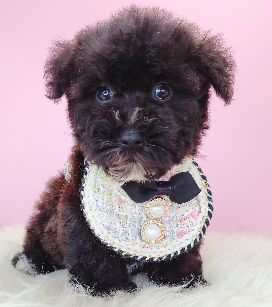 Poodle 娉拌开璐靛
