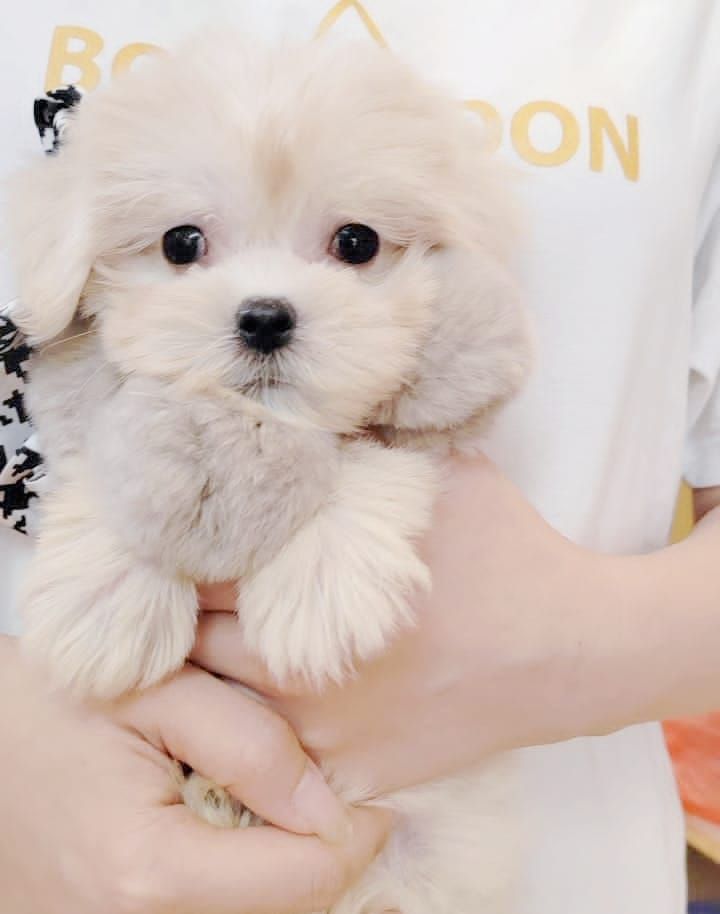 Maltese 马尔济斯