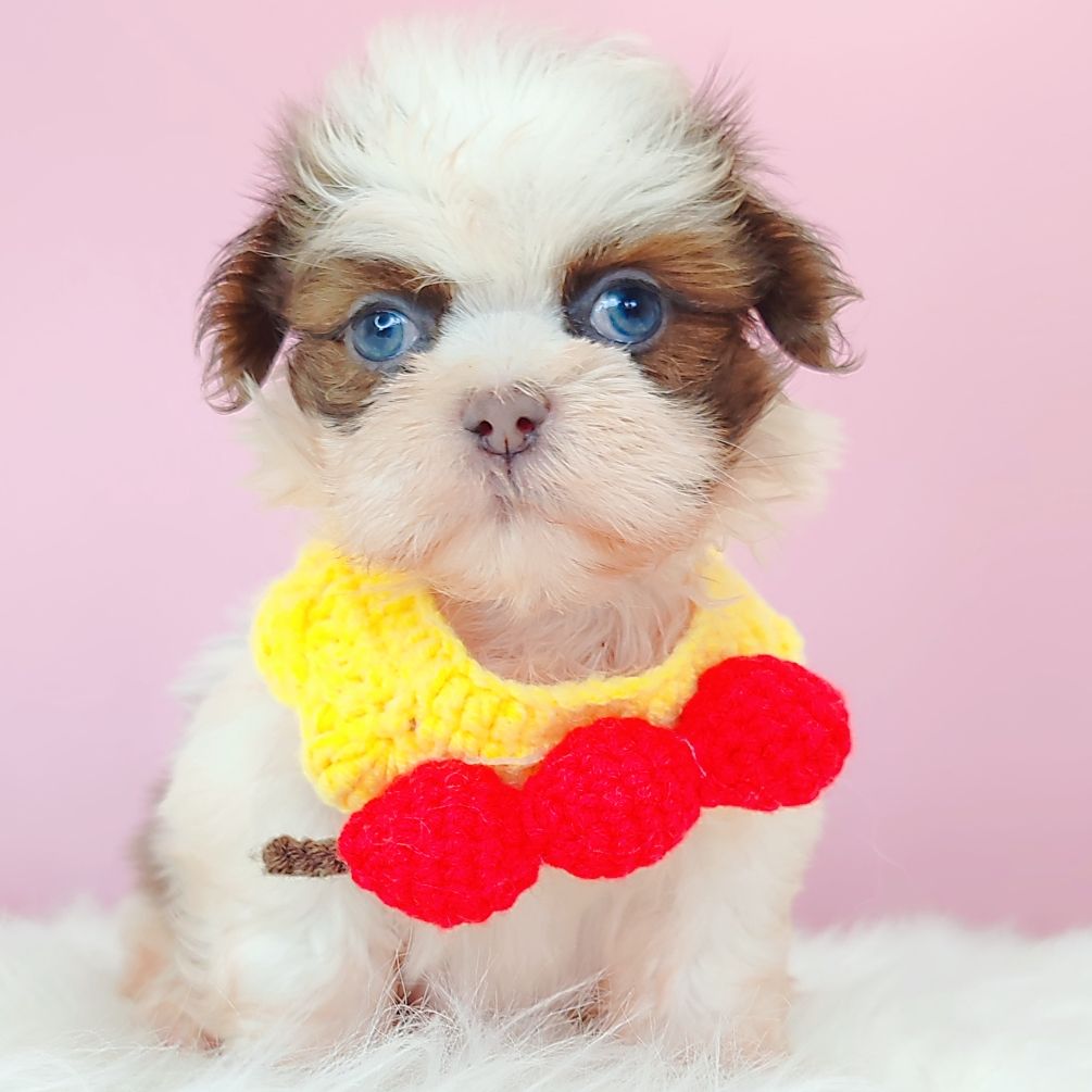 Shih Tzu 西施