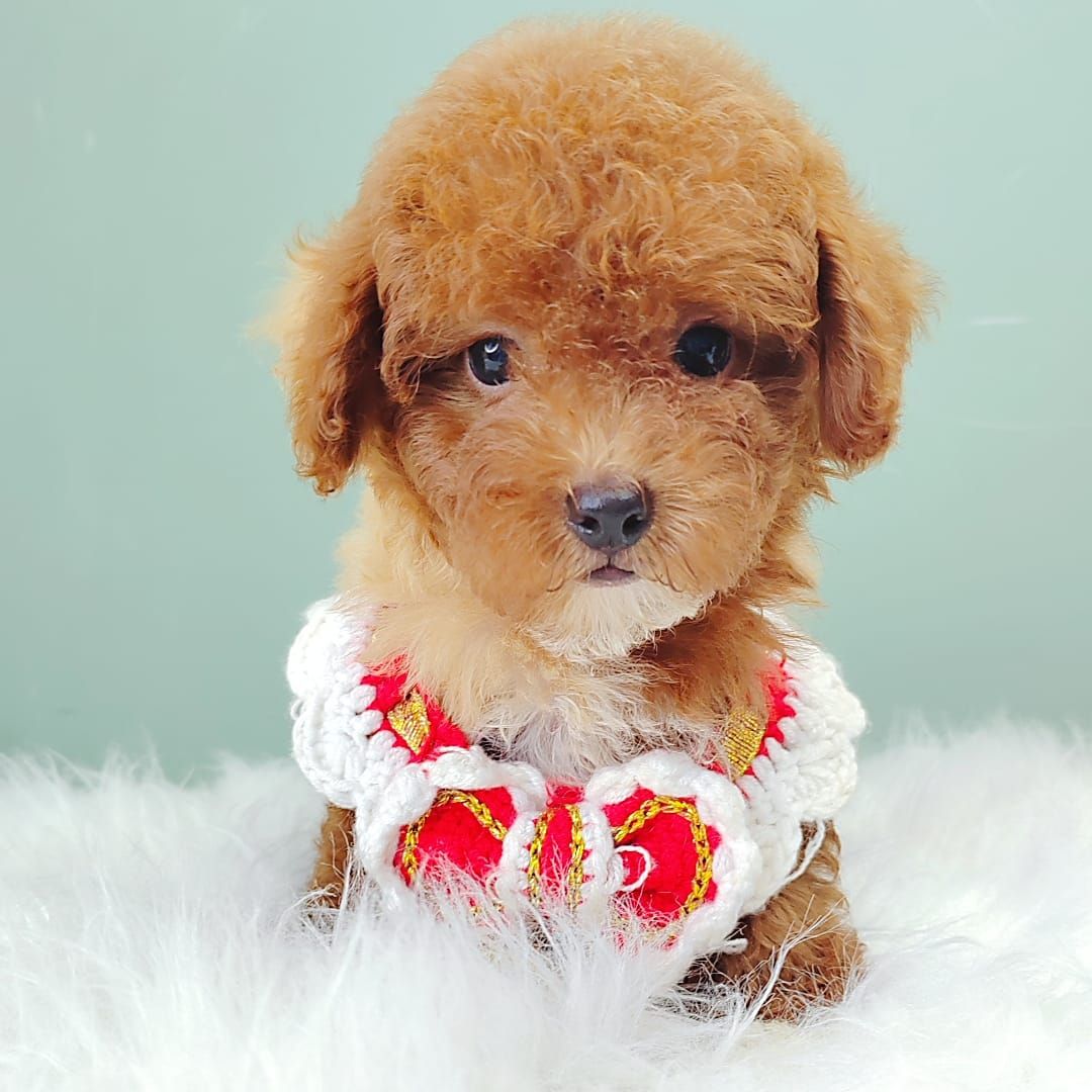 Poodle 娉拌开璐靛