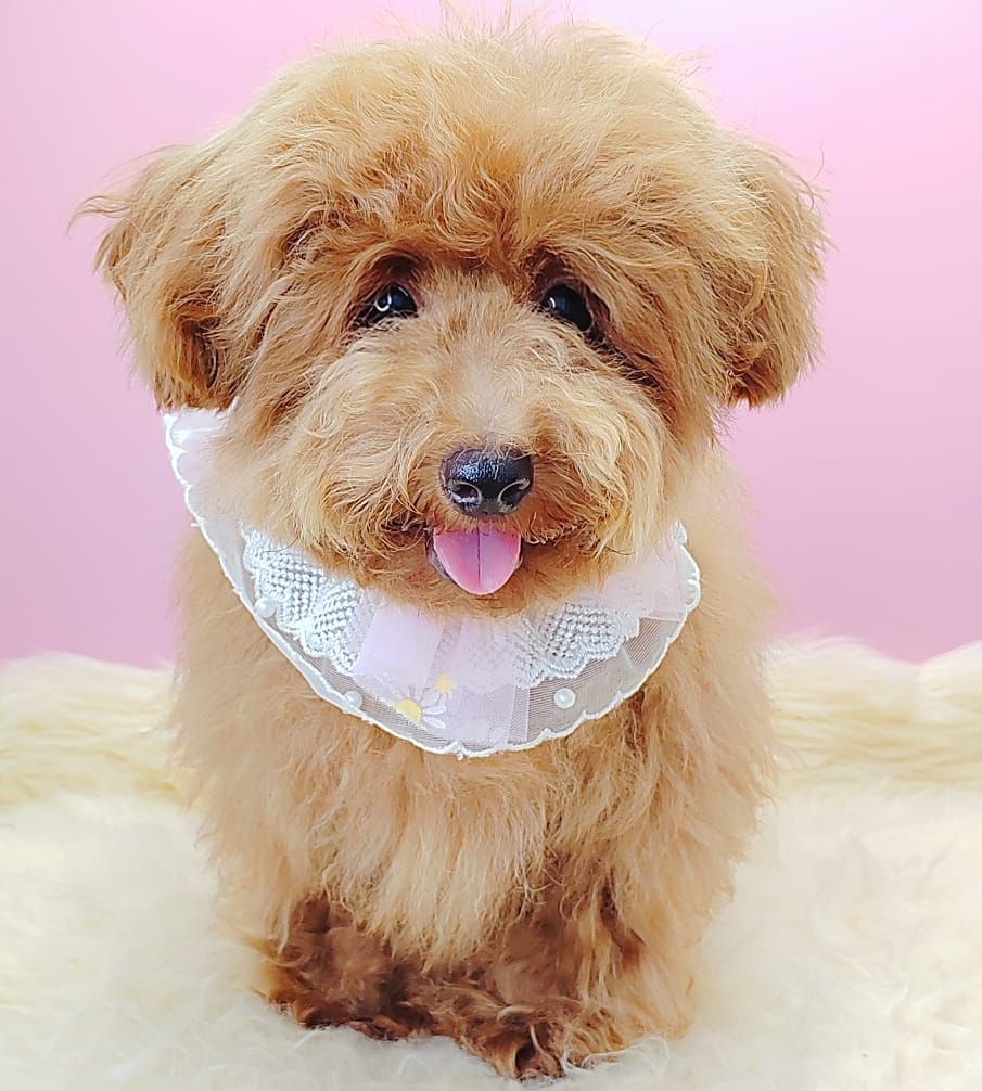 Poodle 娉拌开璐靛