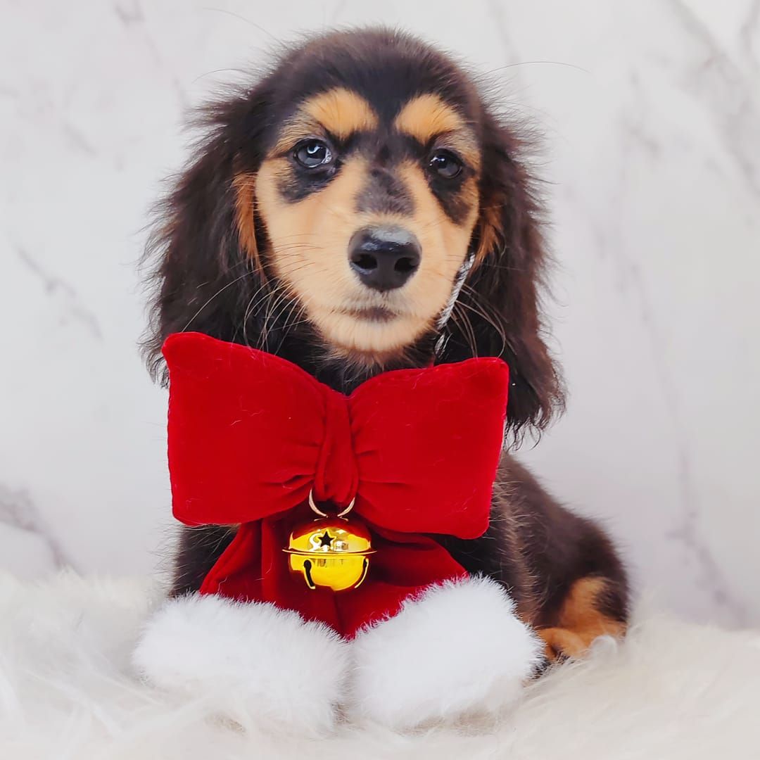 Dachshund 腊肠狗