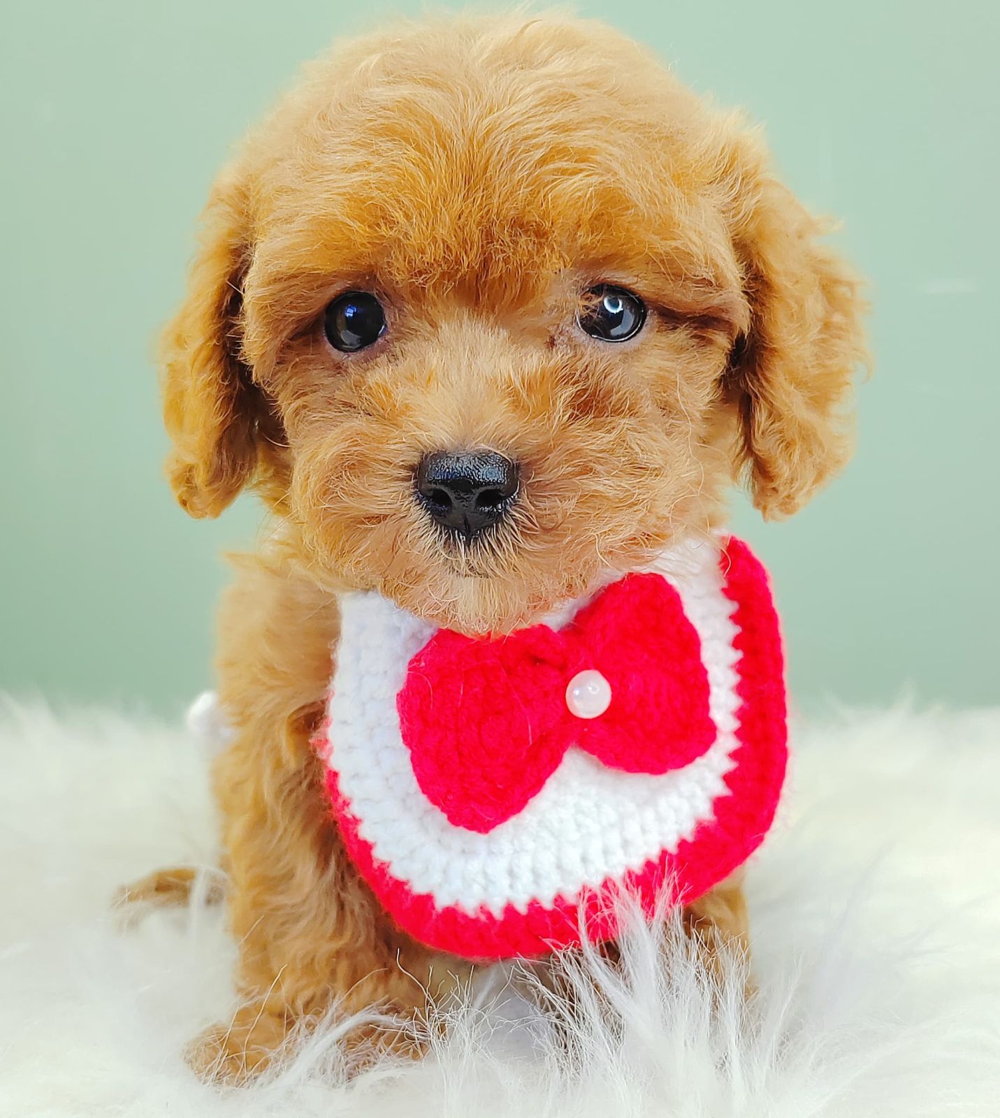 Poodle 璐靛娉拌开