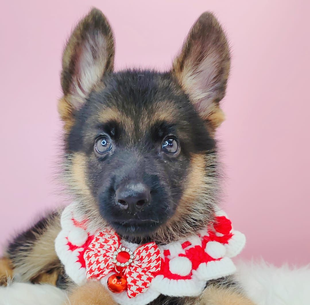 German Shepherd 德国牧羊犬