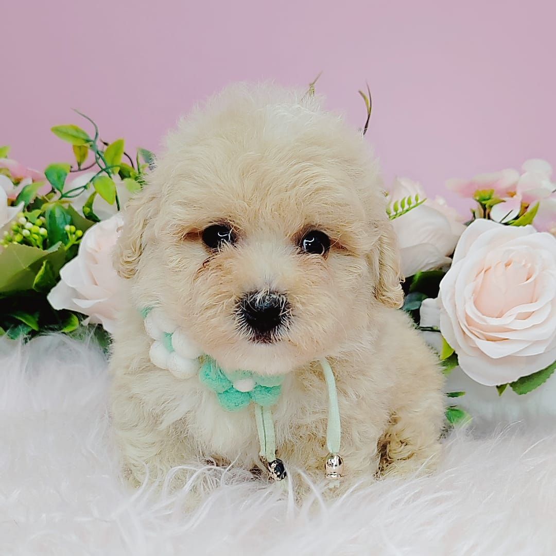  Poodle 娉拌开璐靛