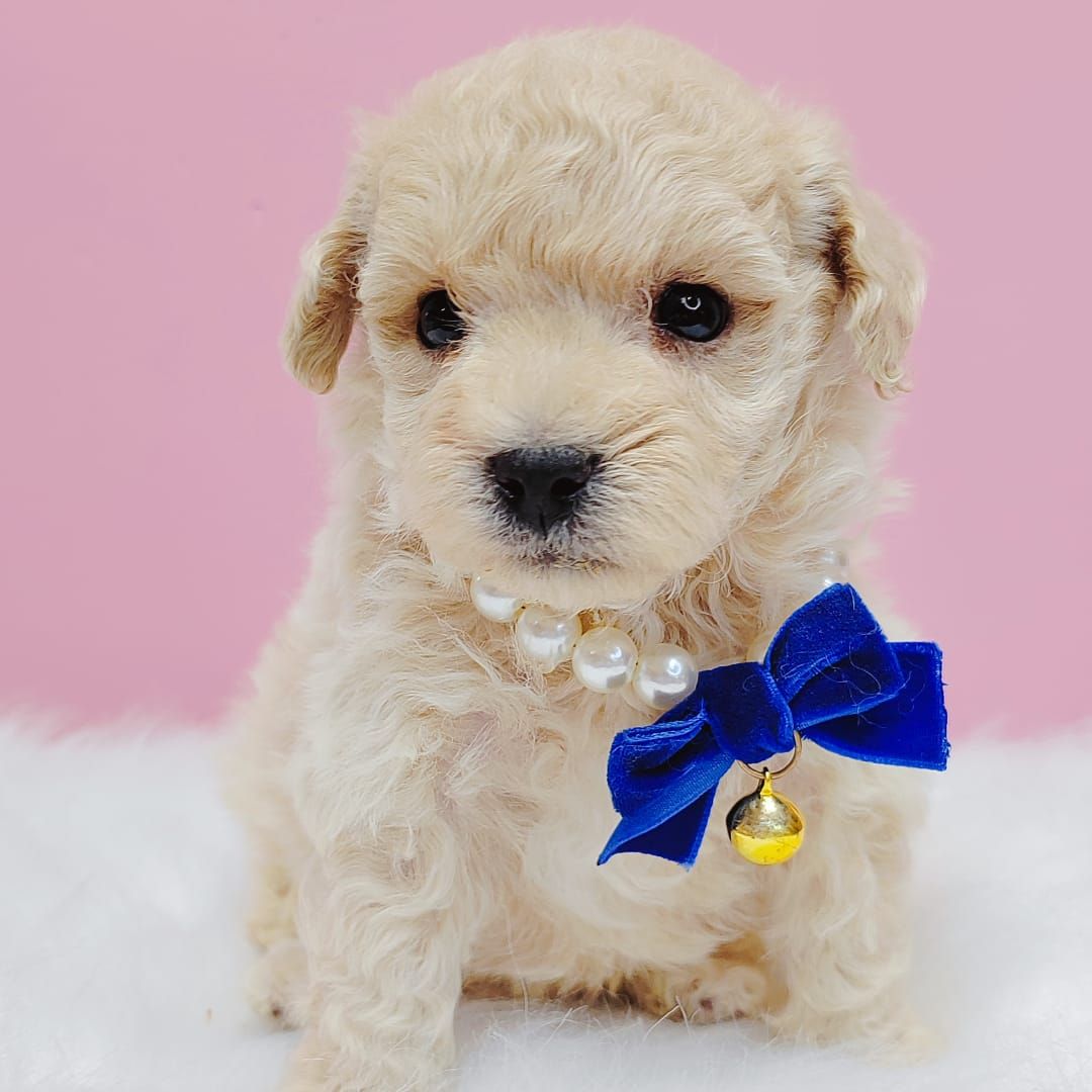 Maltipoo 马尔泰迪