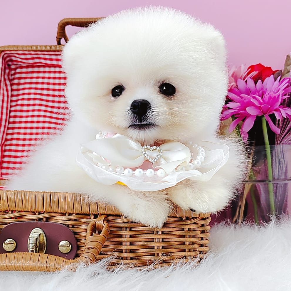 Pomeranian 博美