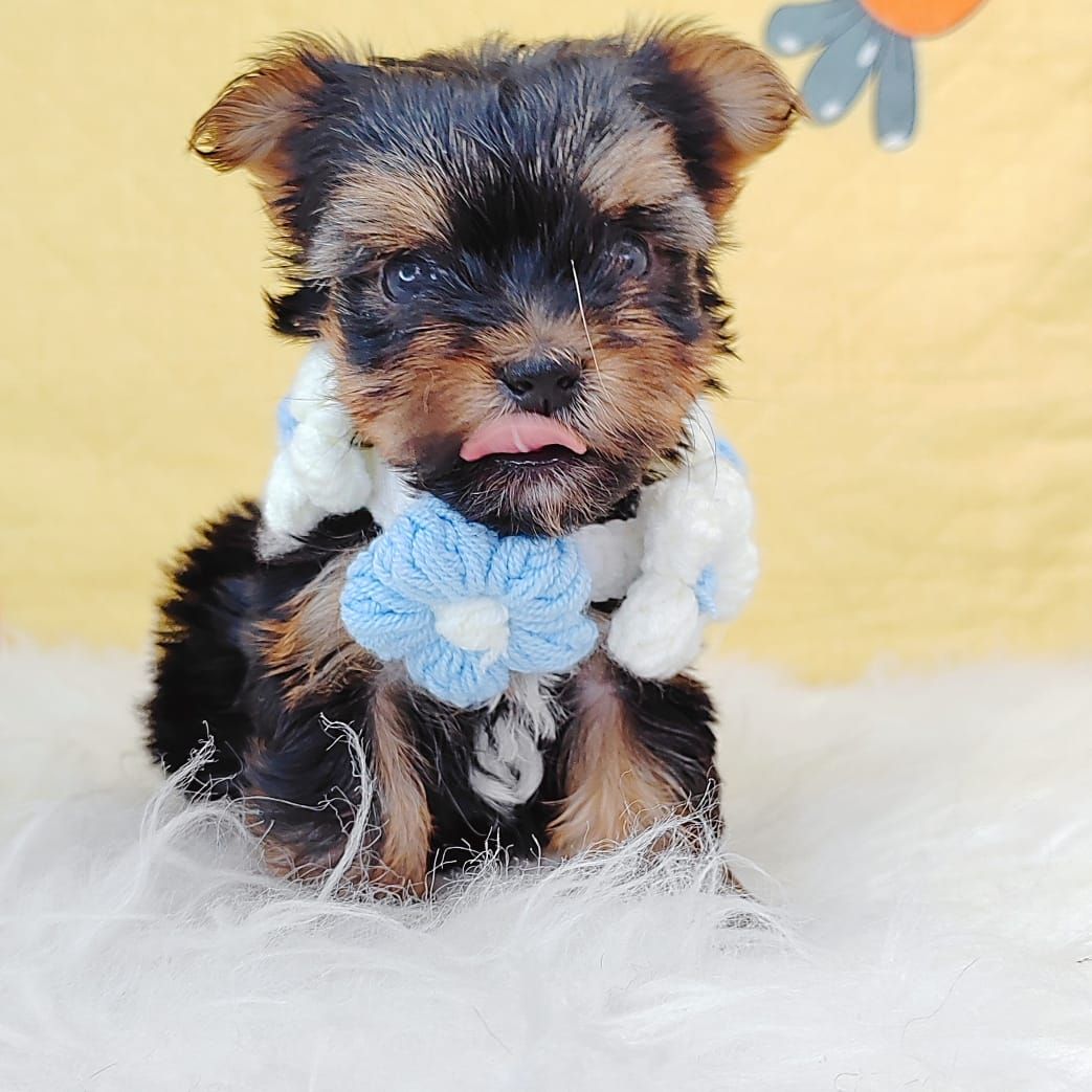 Yorkshire Terrier 约克夏