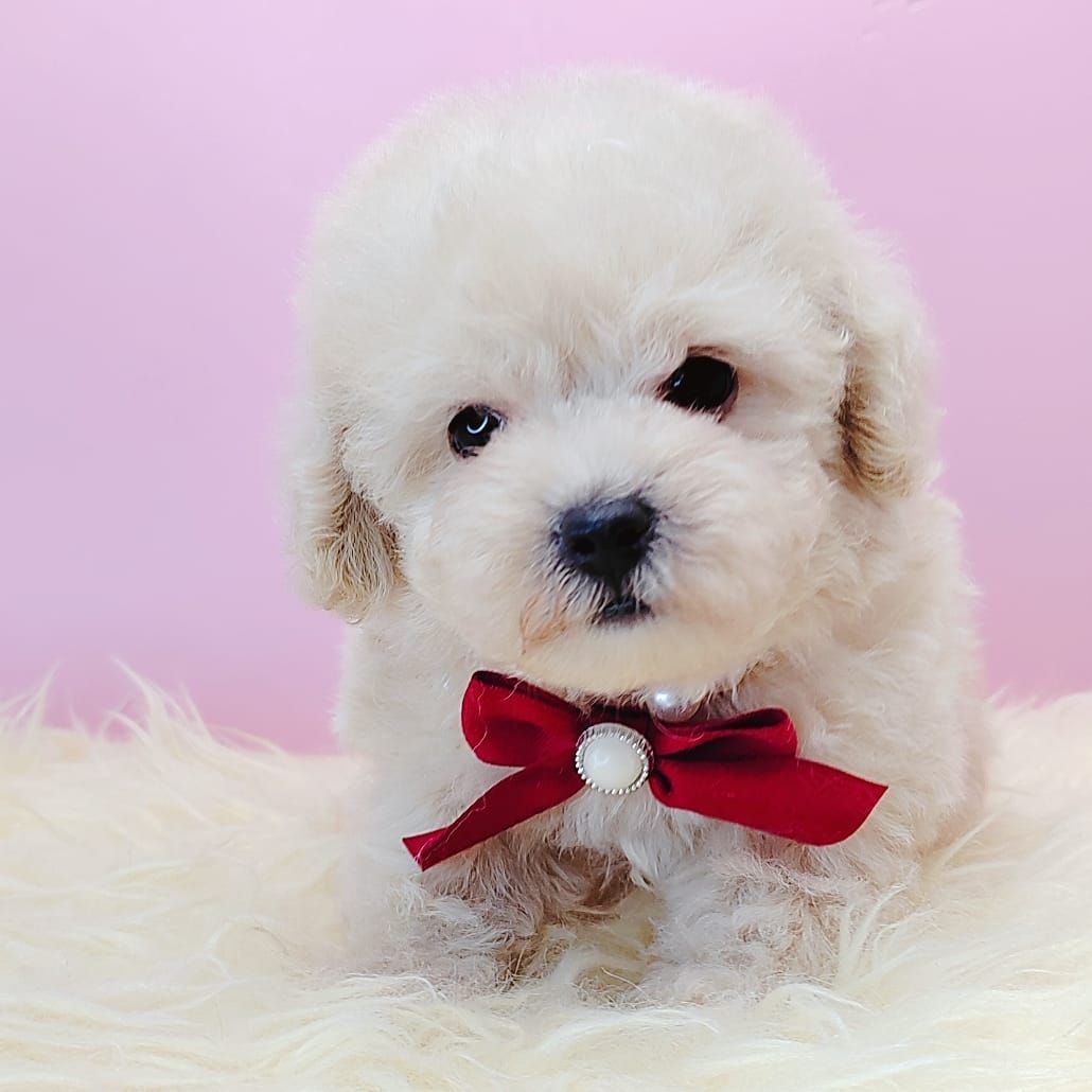 Poodle 娉拌开璐靛