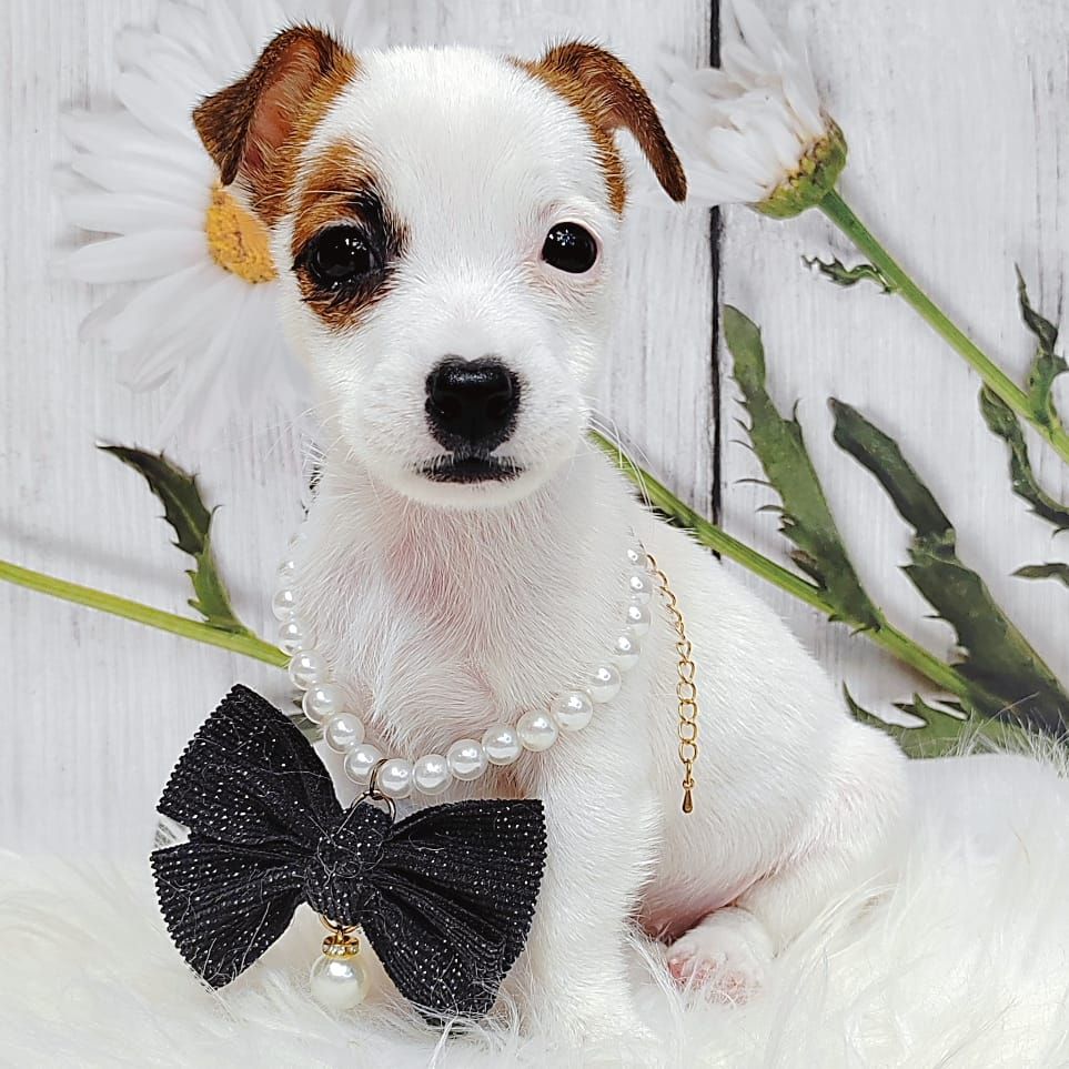 Jack Russell Terrier 杰克罗素梗