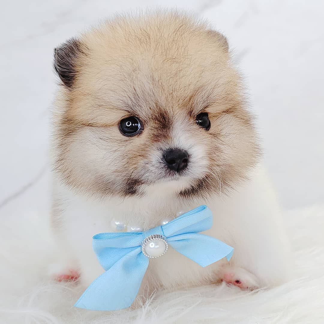 Pomeranian 博美