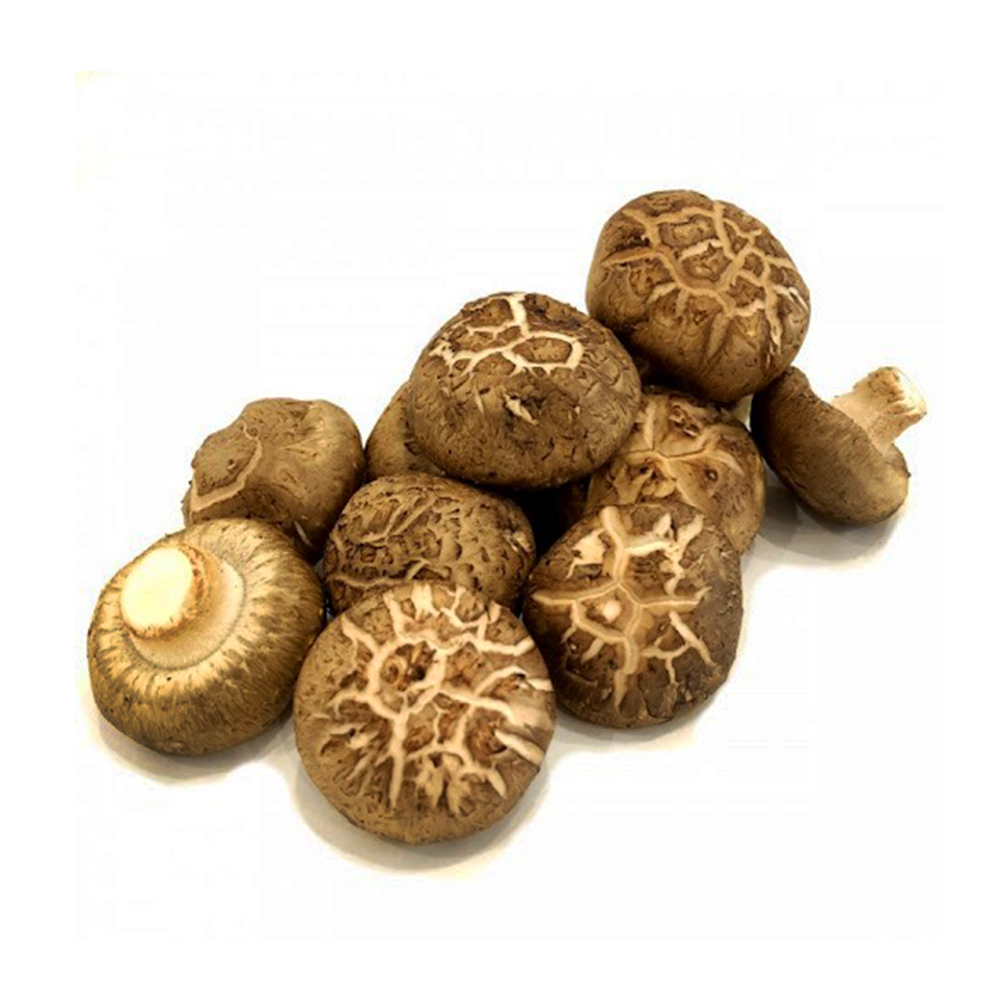 Shitake / Flower Mushroom