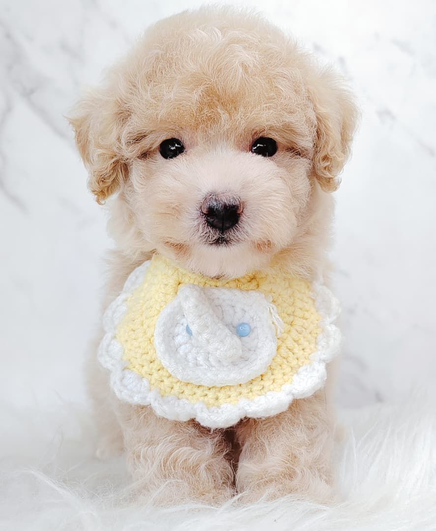 Maltipoo 马尔泰迪