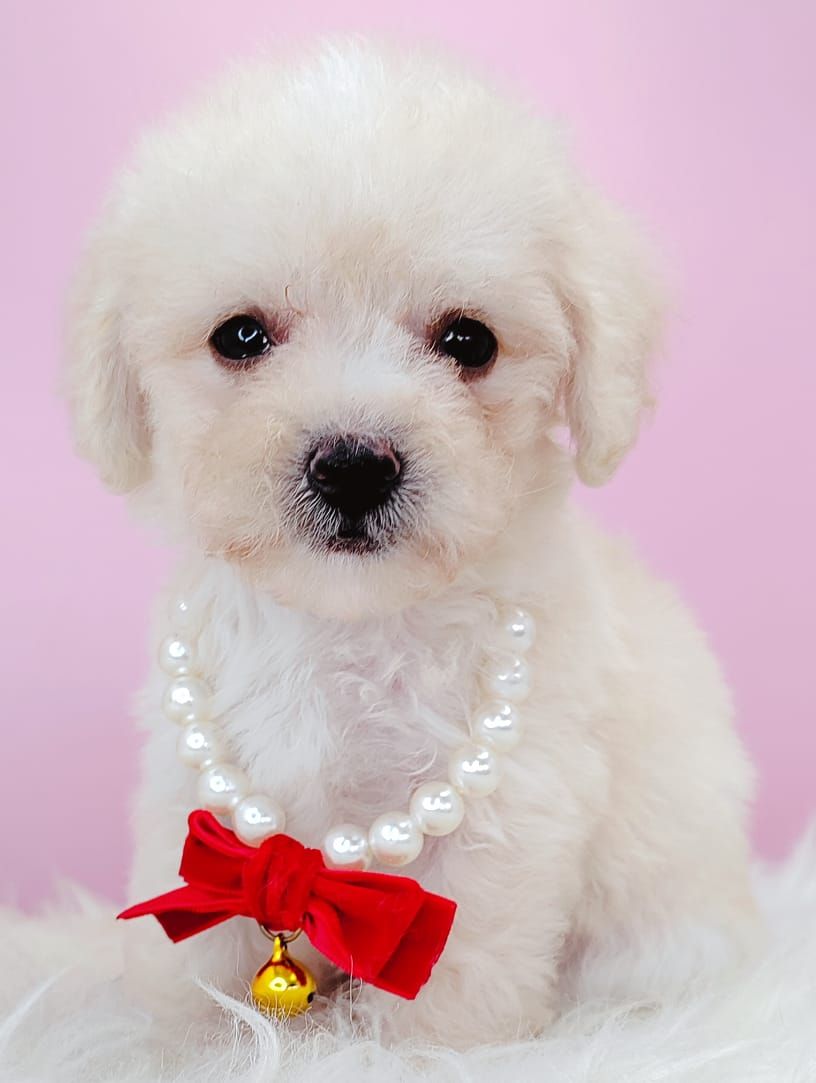 Poodle 璐靛娉拌开
