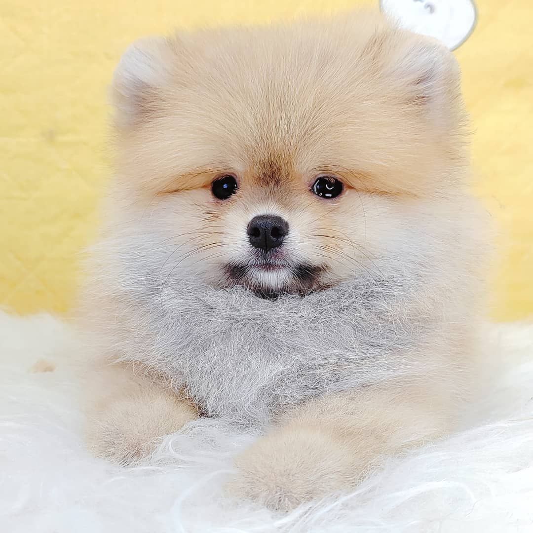 Pomeranian 博美