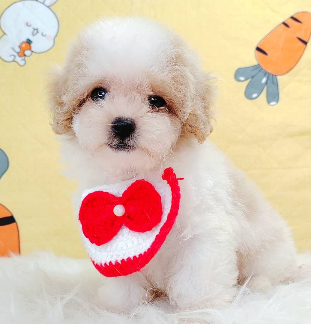 Maltipoo 马尔泰迪