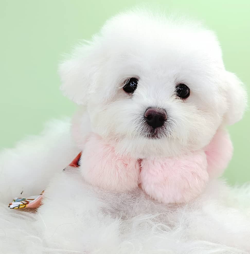 Poodle 娉拌开璐靛