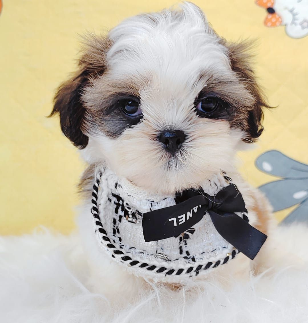 Shih Tzu 西施