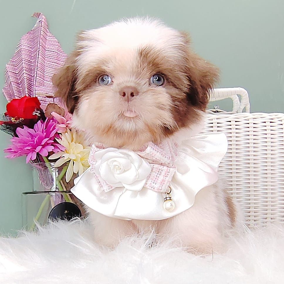 Shih Tzu 西施