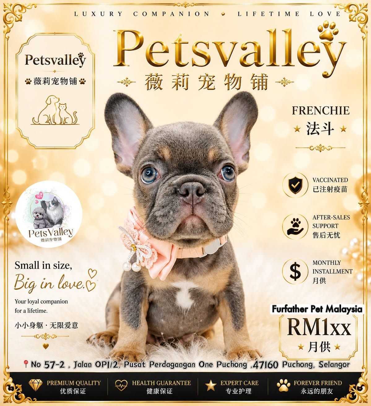 French Bulldog 法斗