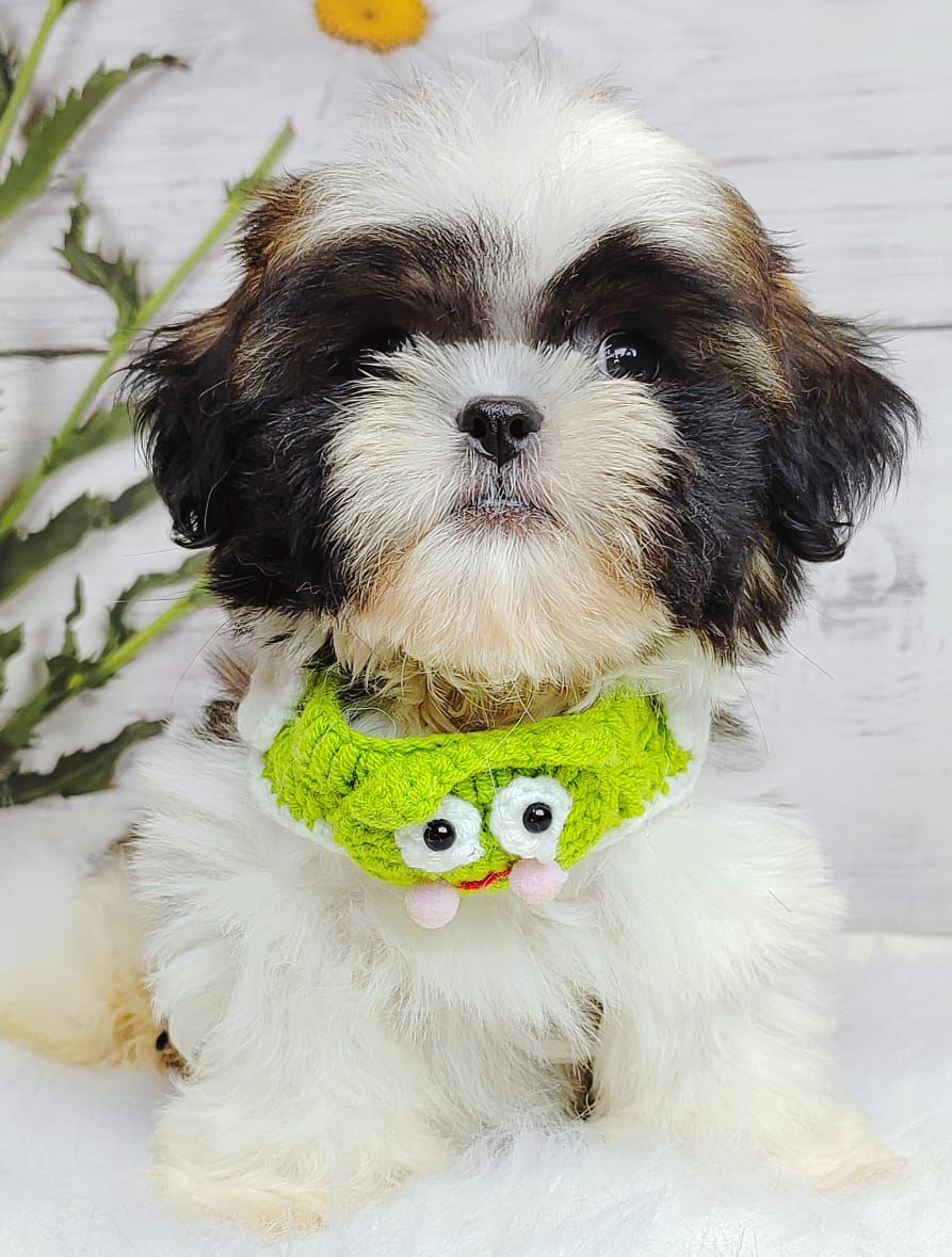 Shih Tzu 西施