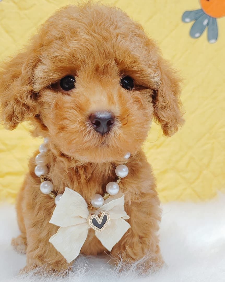 Poodle 娉拌开璐靛