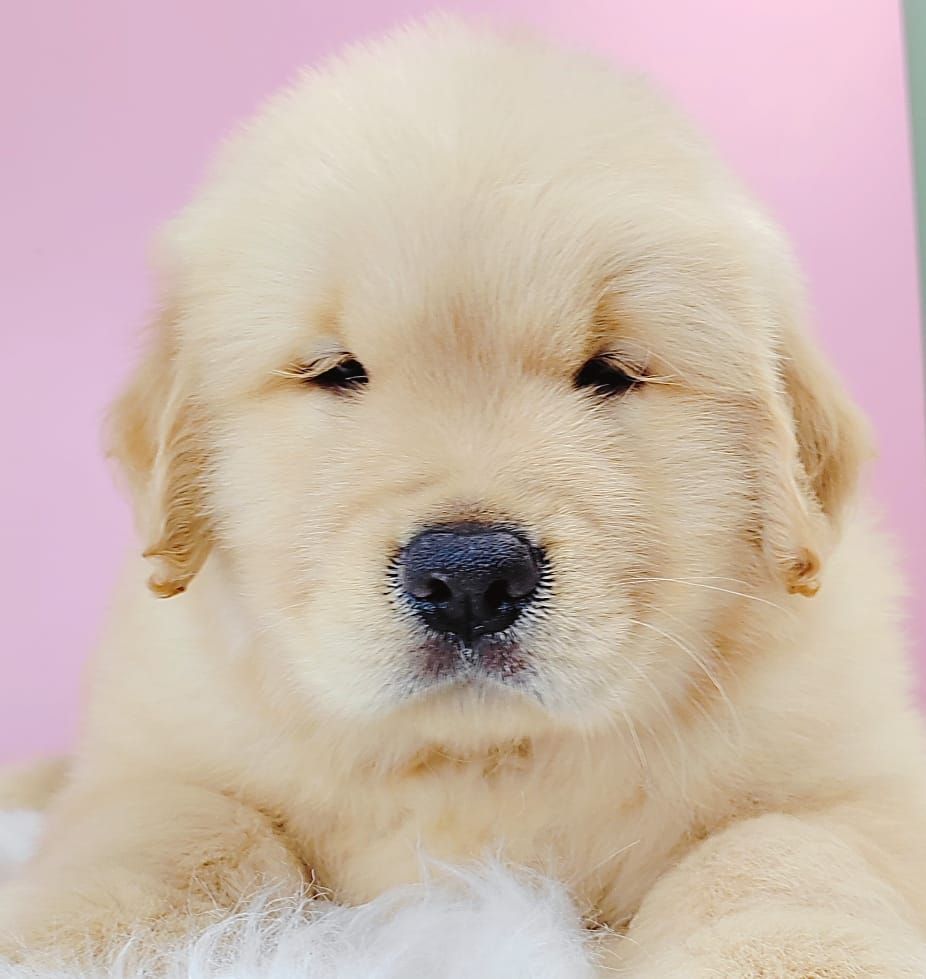 Golden Retriever 黄金猎犬