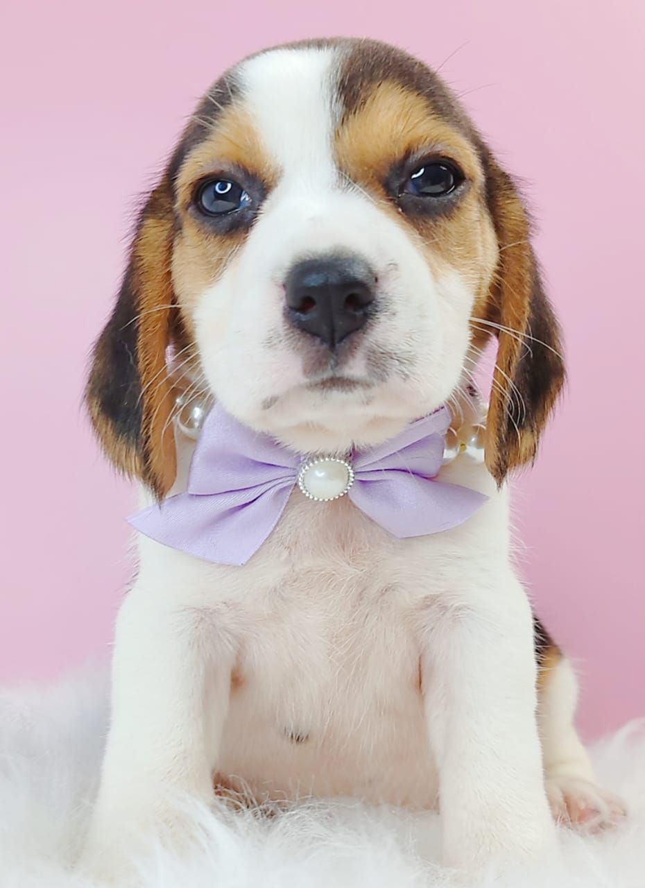 Beagle 米格鲁