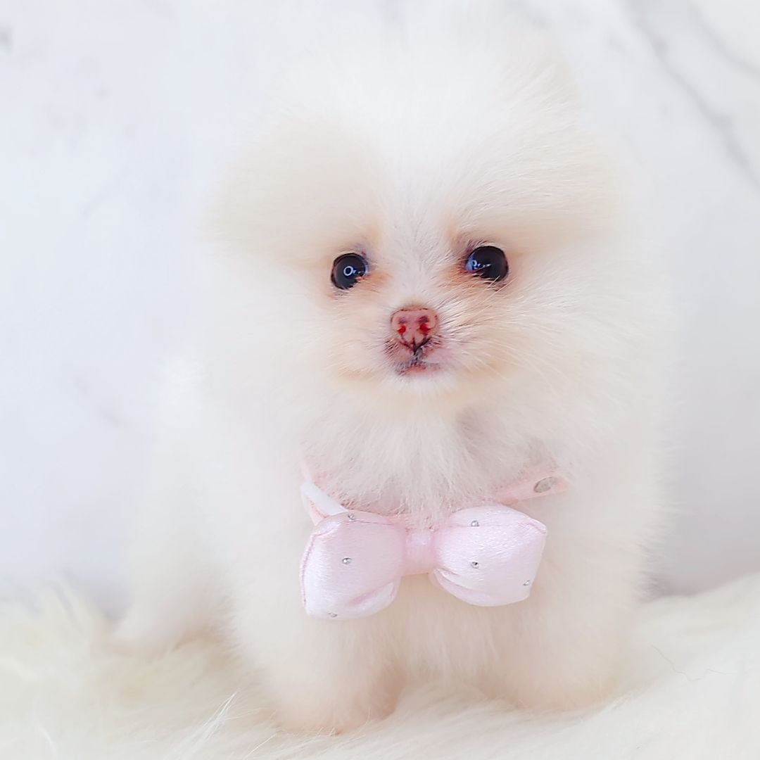 Pomeranian 博美
