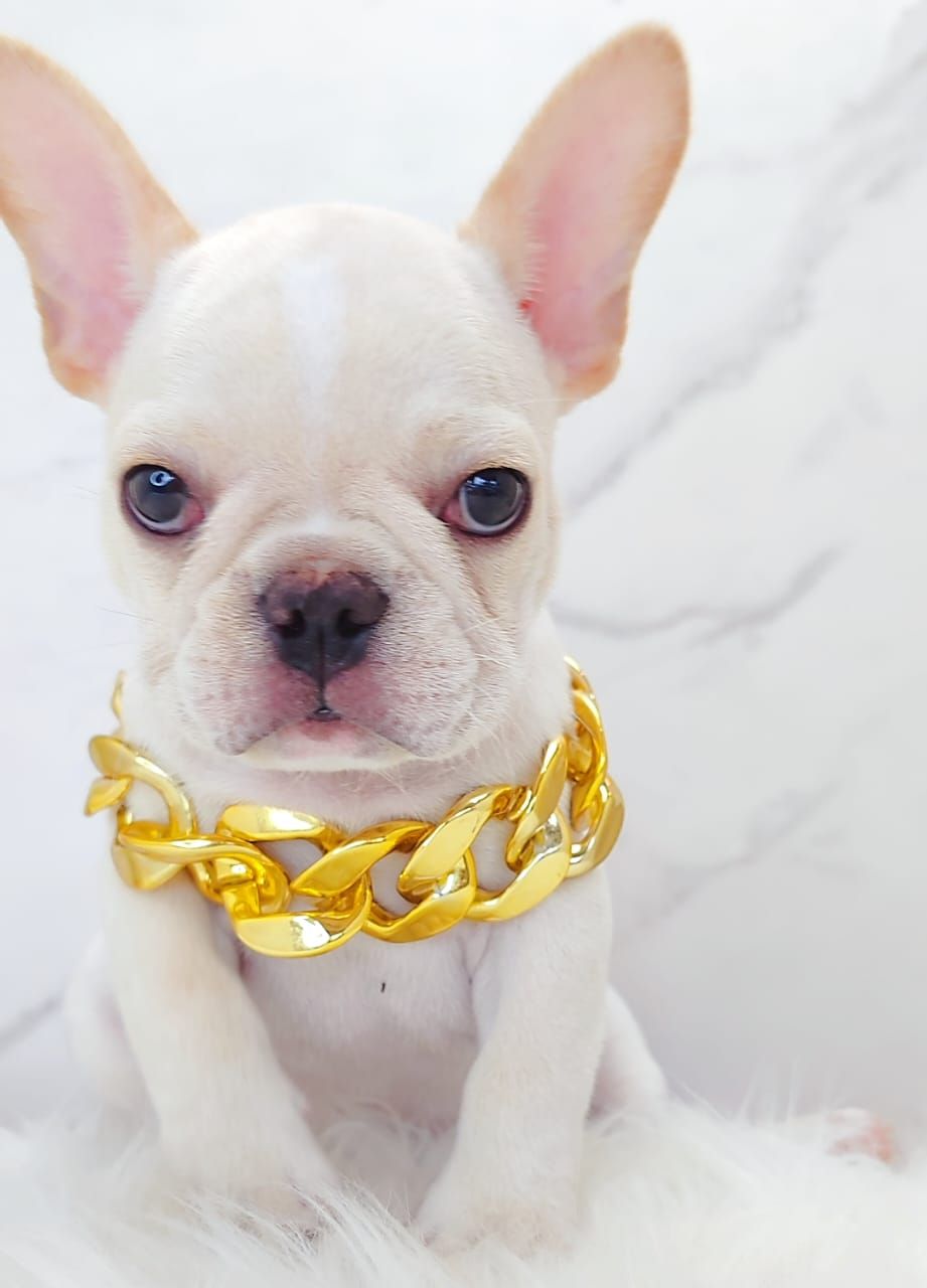French Bulldog 法斗