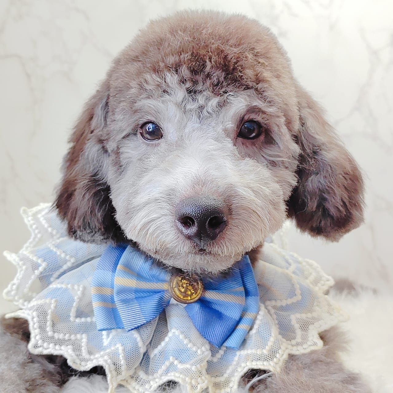 Poodle 娉拌开璐靛