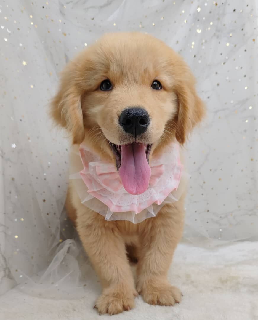 Golden Retriever 黄金猎犬