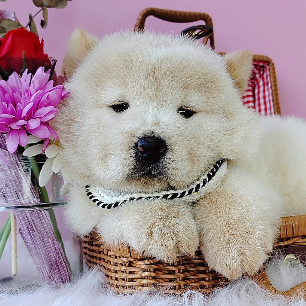 Chow Chow 松狮犬