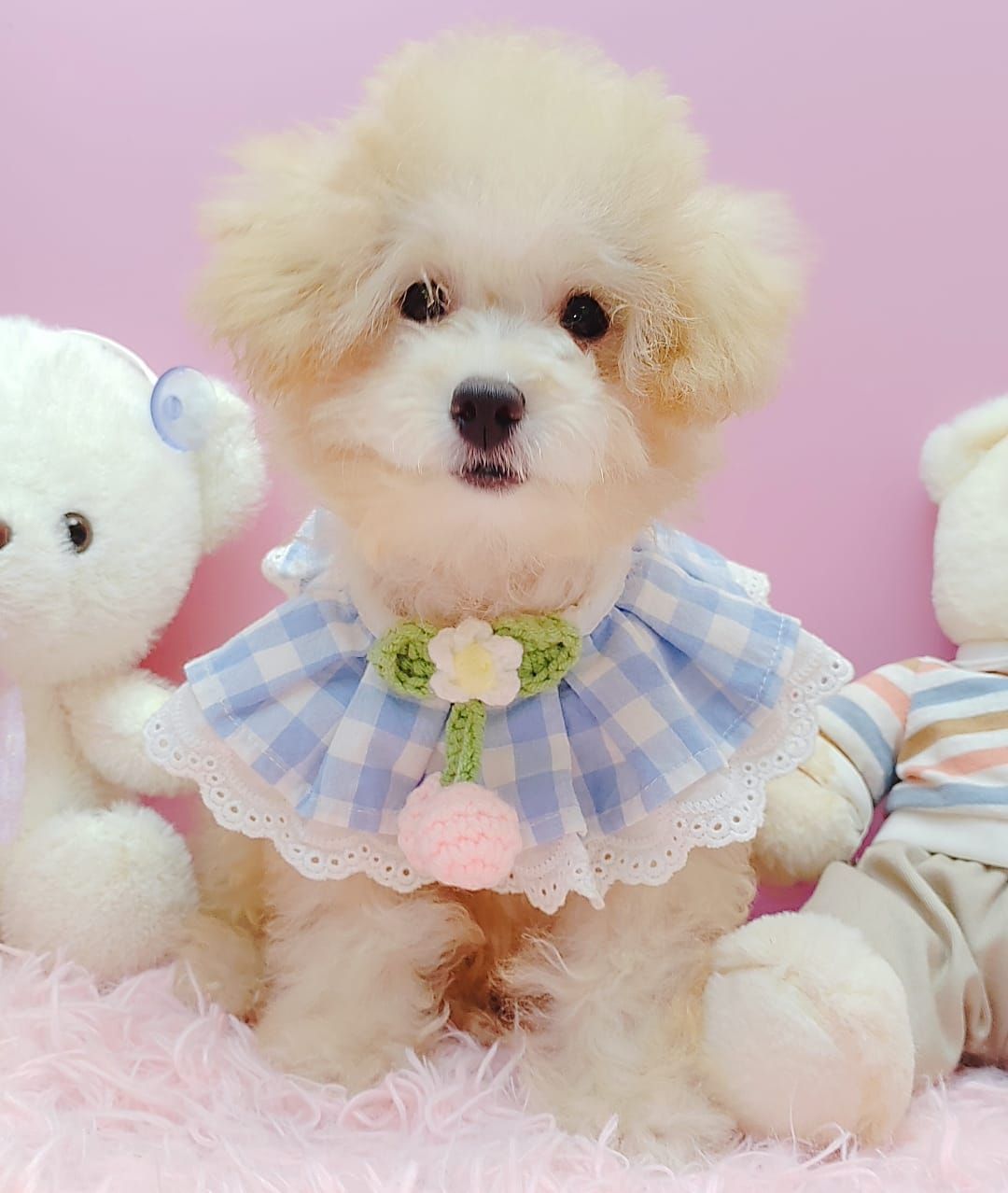 Maltipoo 马尔泰迪