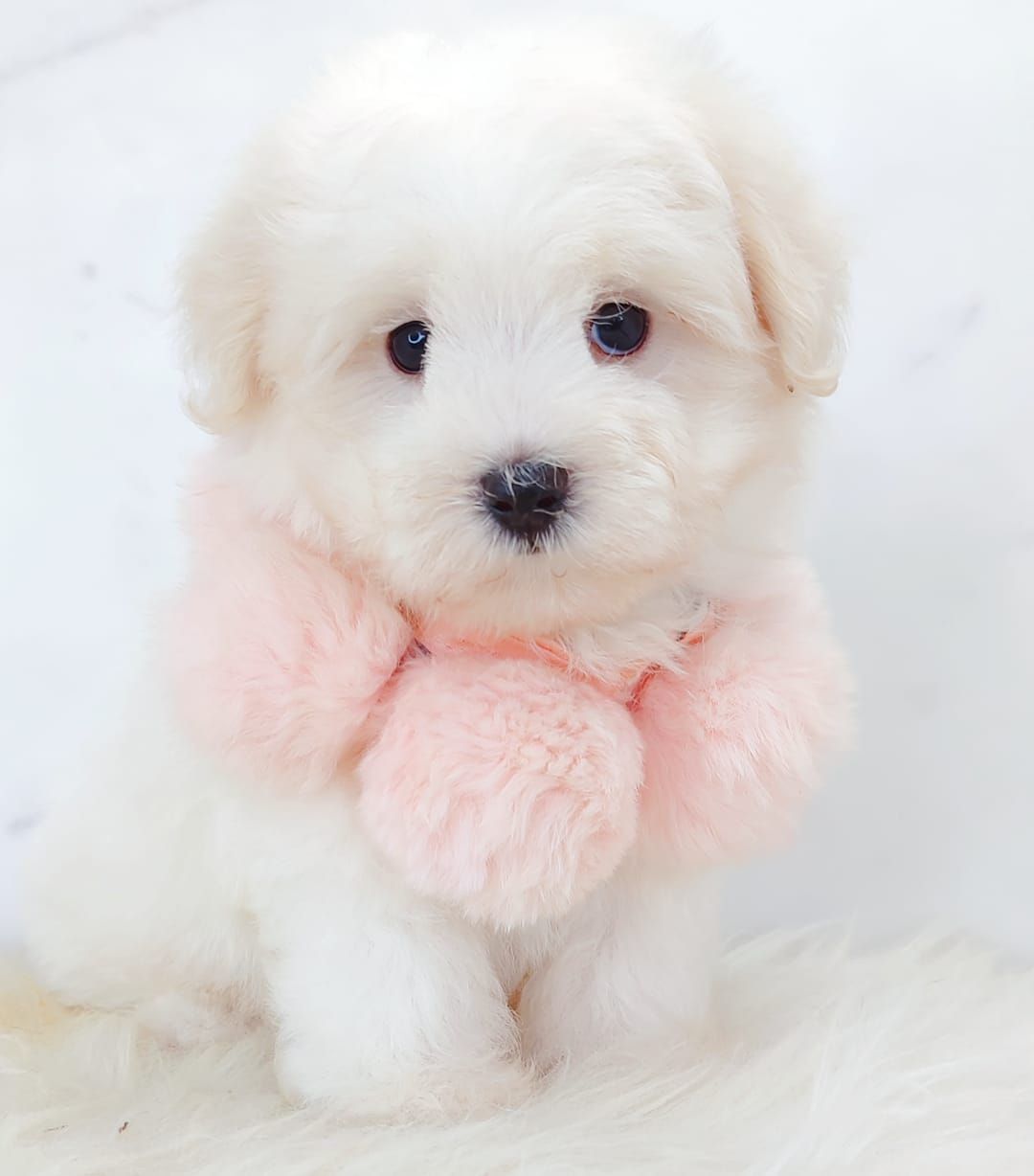 Maltipoo 马尔泰迪