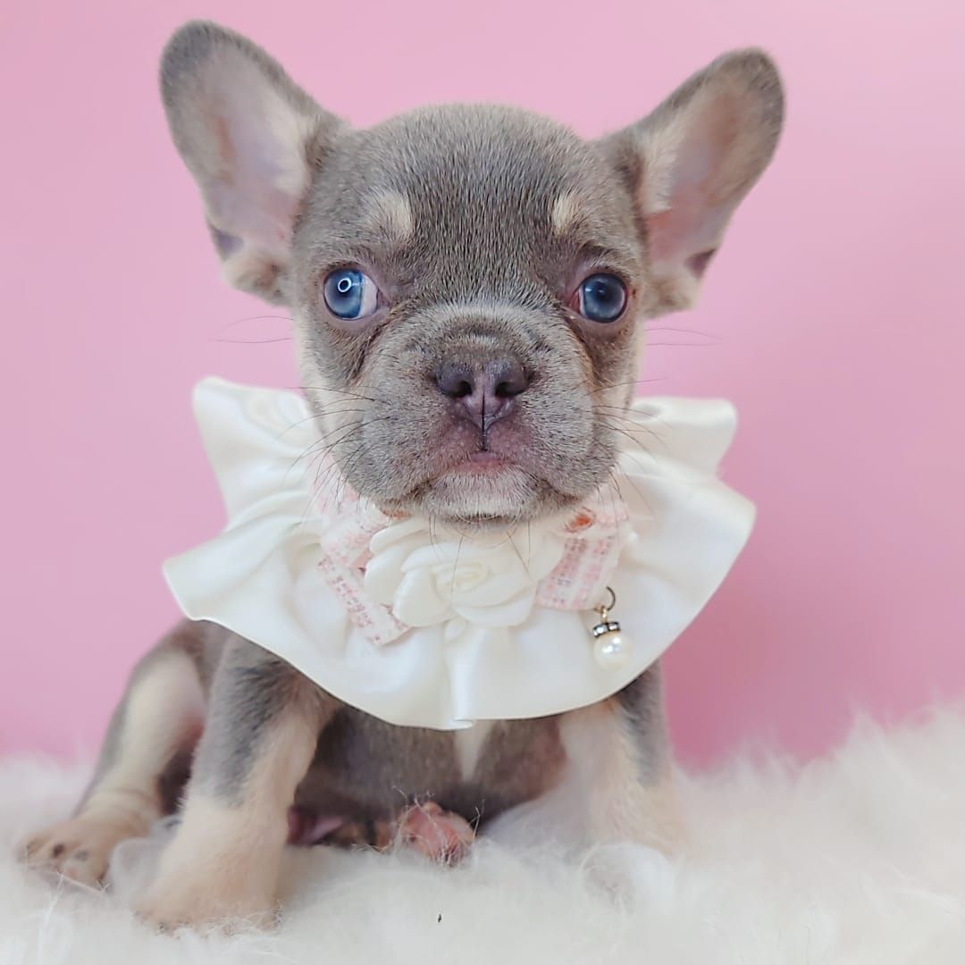 French Bulldog 法斗