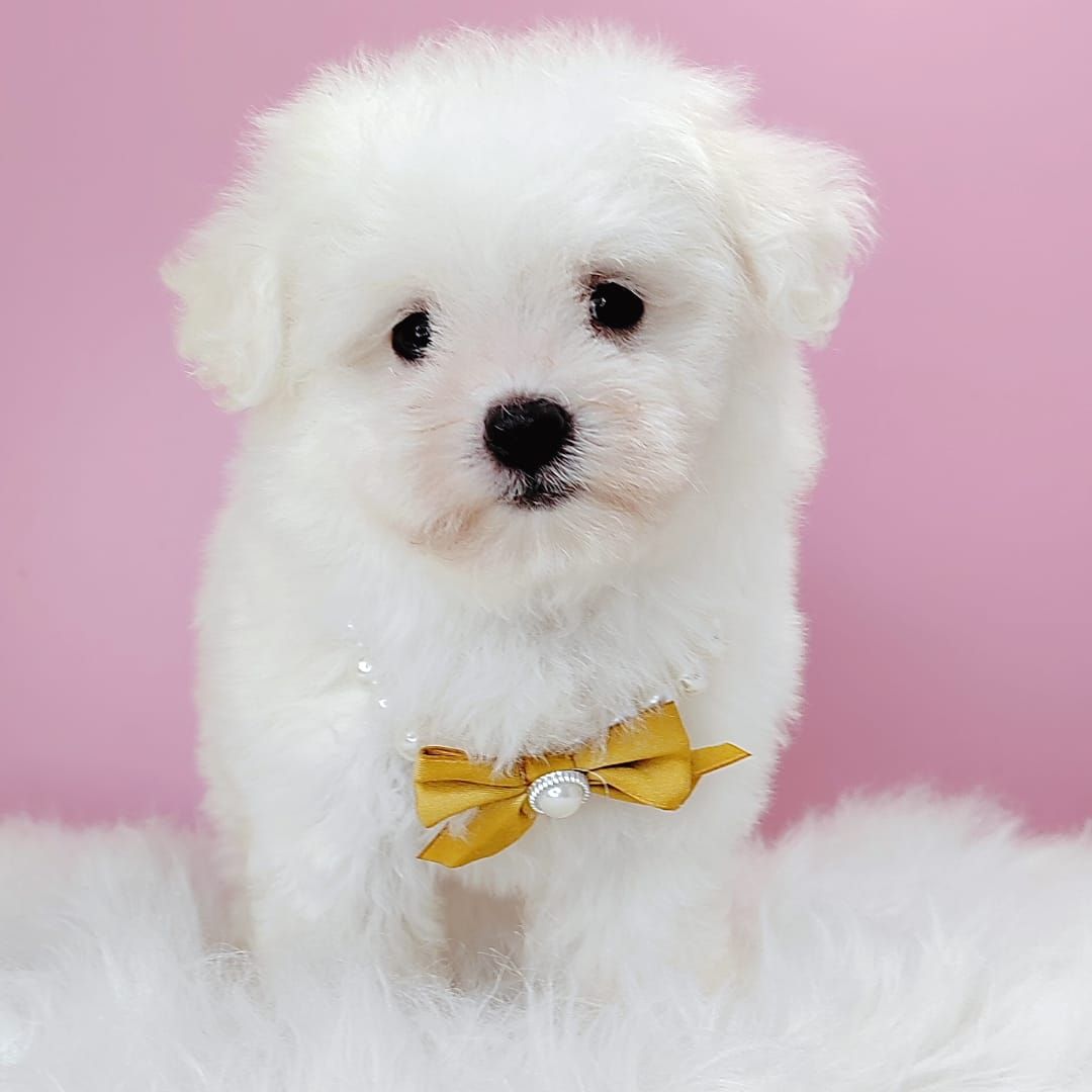 Poodle 娉拌开璐靛