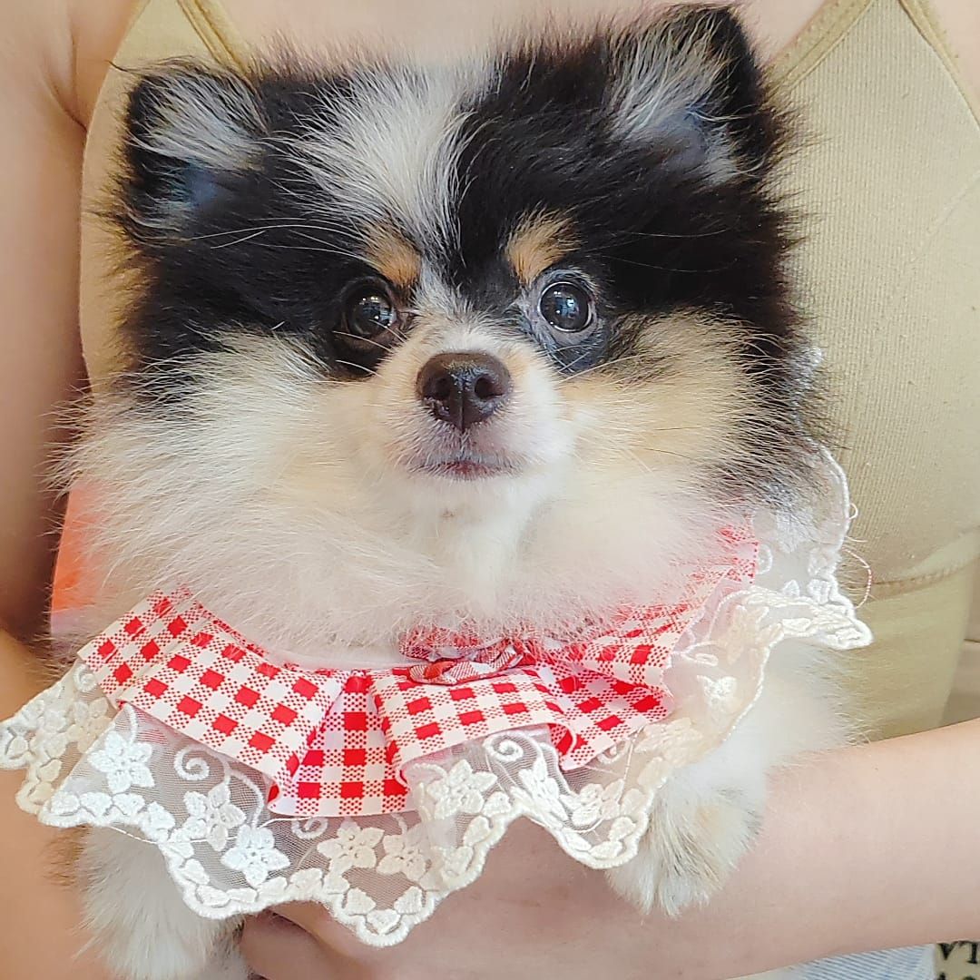 Pomeranian 博美