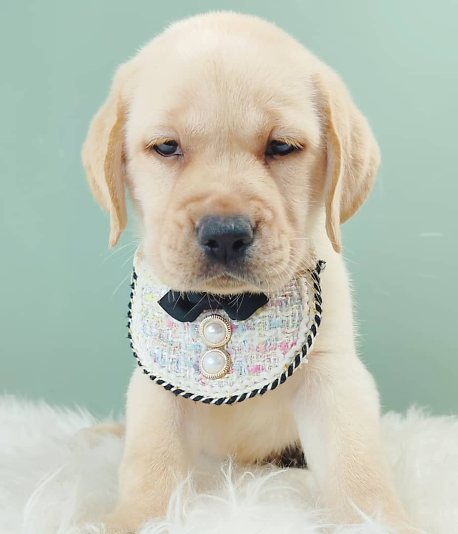 Labrador Retriever 拉布拉多