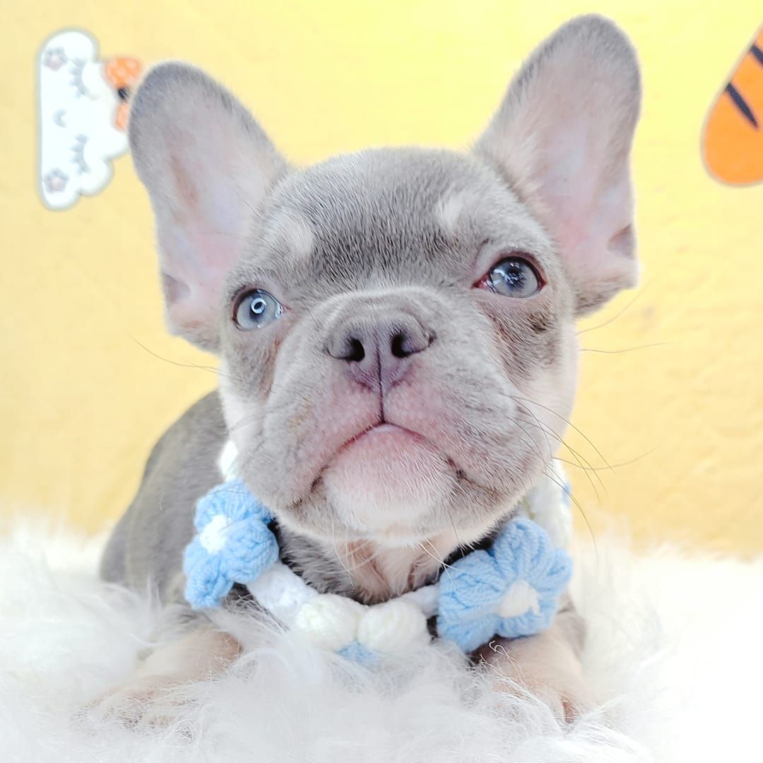 French Bulldog 法斗