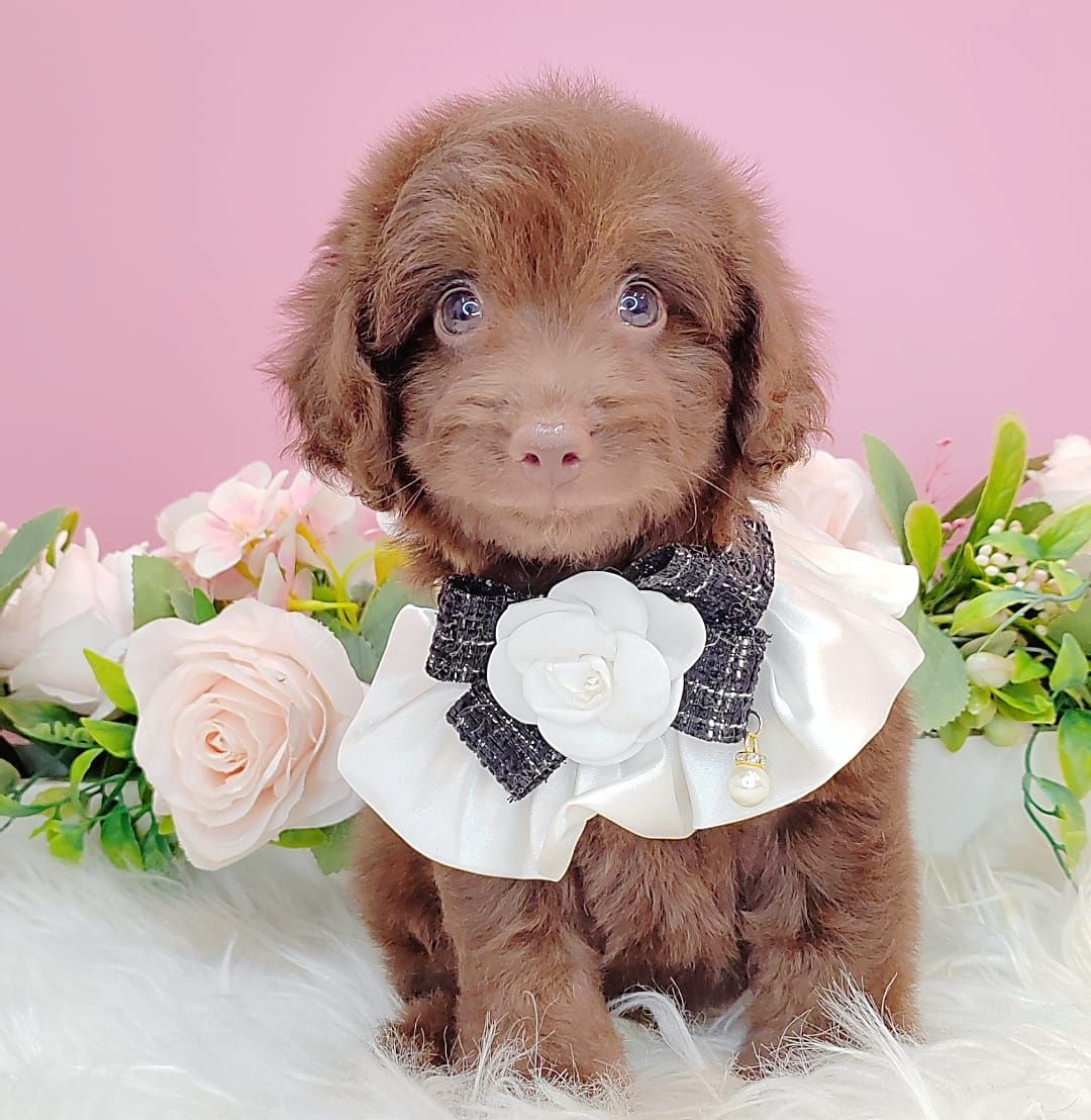 Poodle 娉拌开璐靛